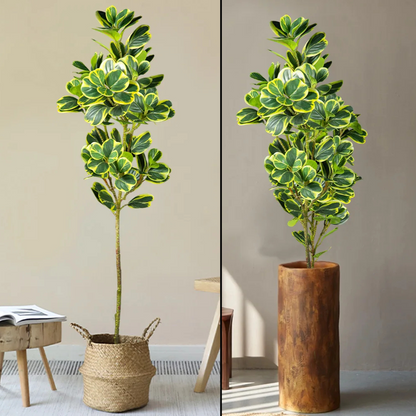 Nature’s Touch Without the Fuss – Elegant Artificial Ficus Branch